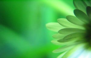green-peace-lovely-flower.jpg